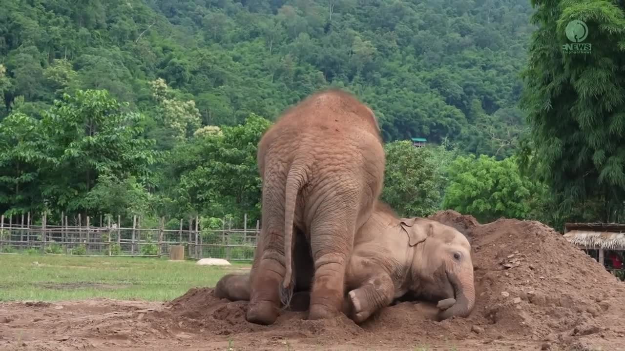 Cute Baby Elephant Pyi Mai Doesn't Want Her Playmate Take A Nap - ElephantNews