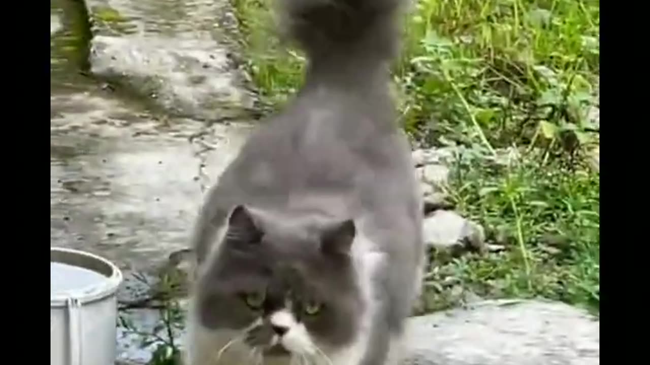 Compilation Funny Cats and Baby Cats Videos And Kitten Meowing #cute #kiiten #babycat #funny