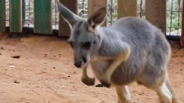 The kangaroo