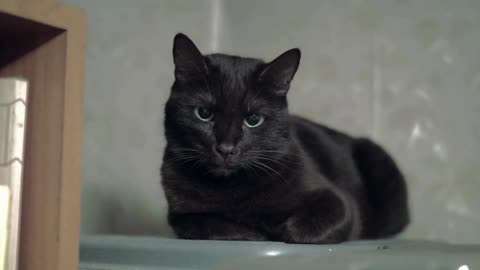 Cute cat with black fur lying on shelf near bookcase and looking at camera