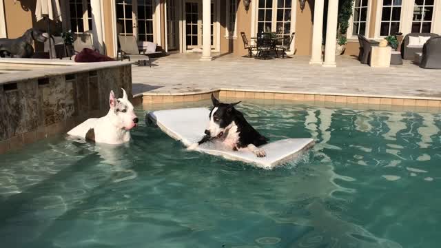 Great Danes enjoy a swim in the pool