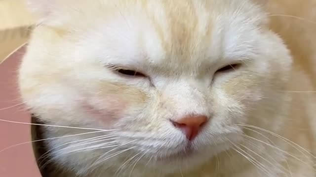 26_115228_爱笑的小年糕_这就是灵魂提取器吗#抖音动物图鉴 #猫咪的日常