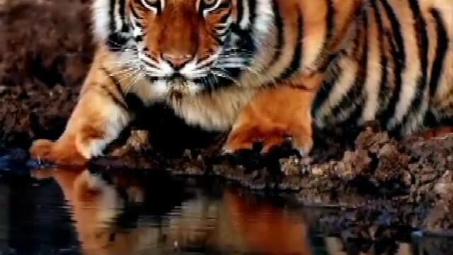 Tiger the real king