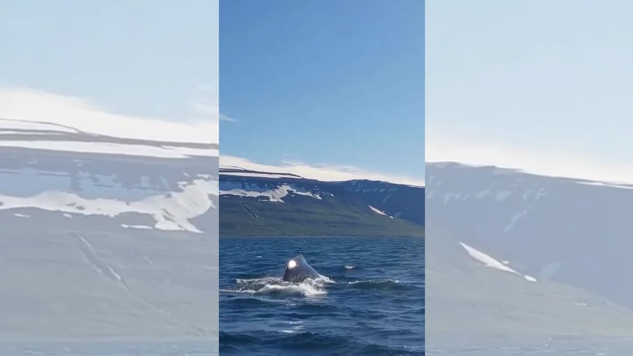 WHALE BREACH! BEAUTIFUL SIGHT FOR ONLOOKERS