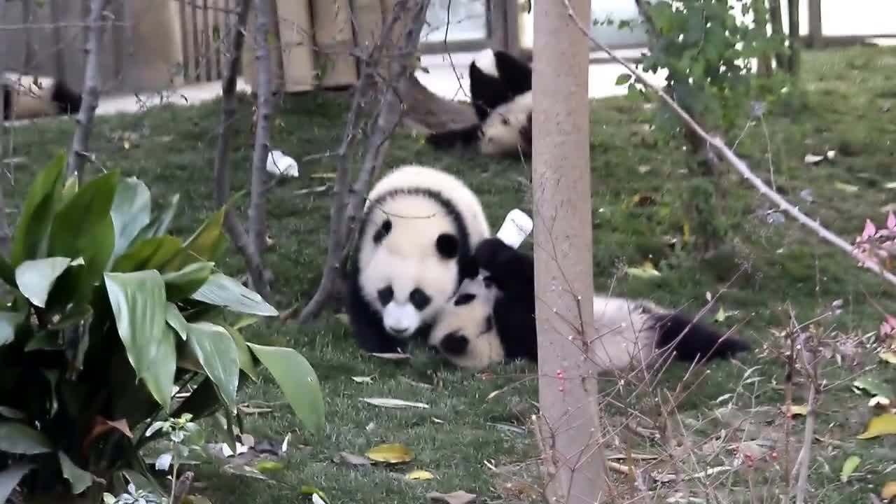 Milk time for panda cubs!