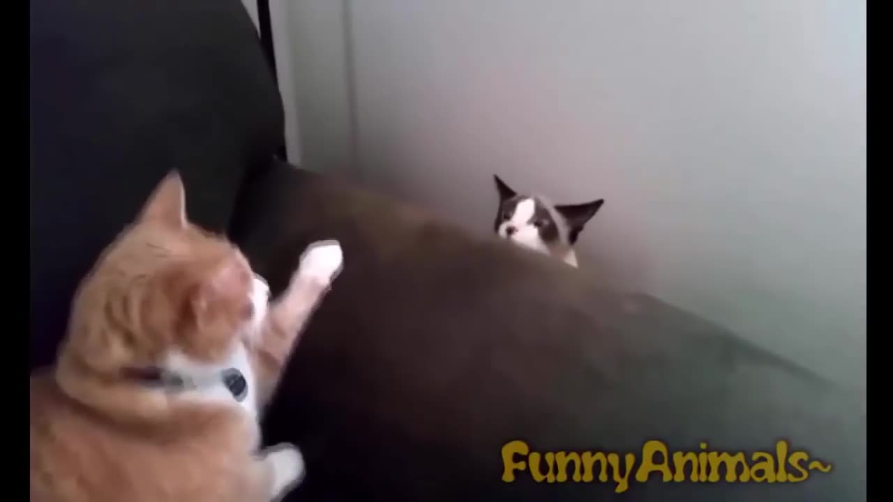 Funny Cats - A Funny Cat Videos Compilation #1