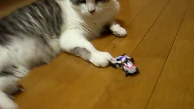猫VSおれ Cats VS me2