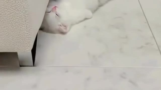 Cute cat video 😹 funny video 🤣