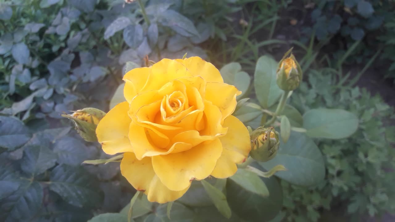 Yellow rose