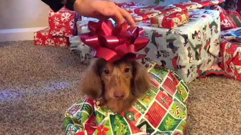 Puppy gets wrapped like a present for Christmas