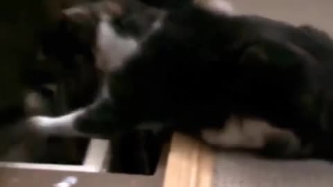 cat funny video