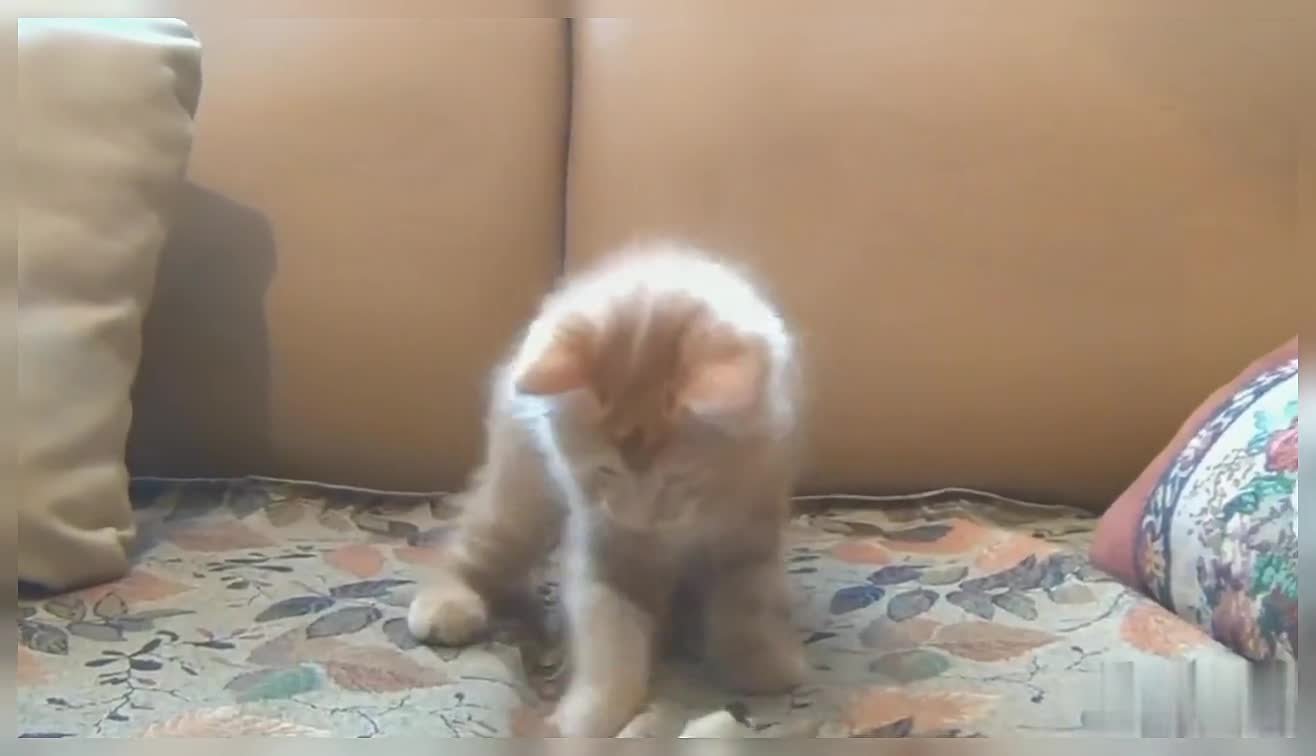 Cute Funny Cat Cat Playing With Toy Cute and Funny Cat Videos