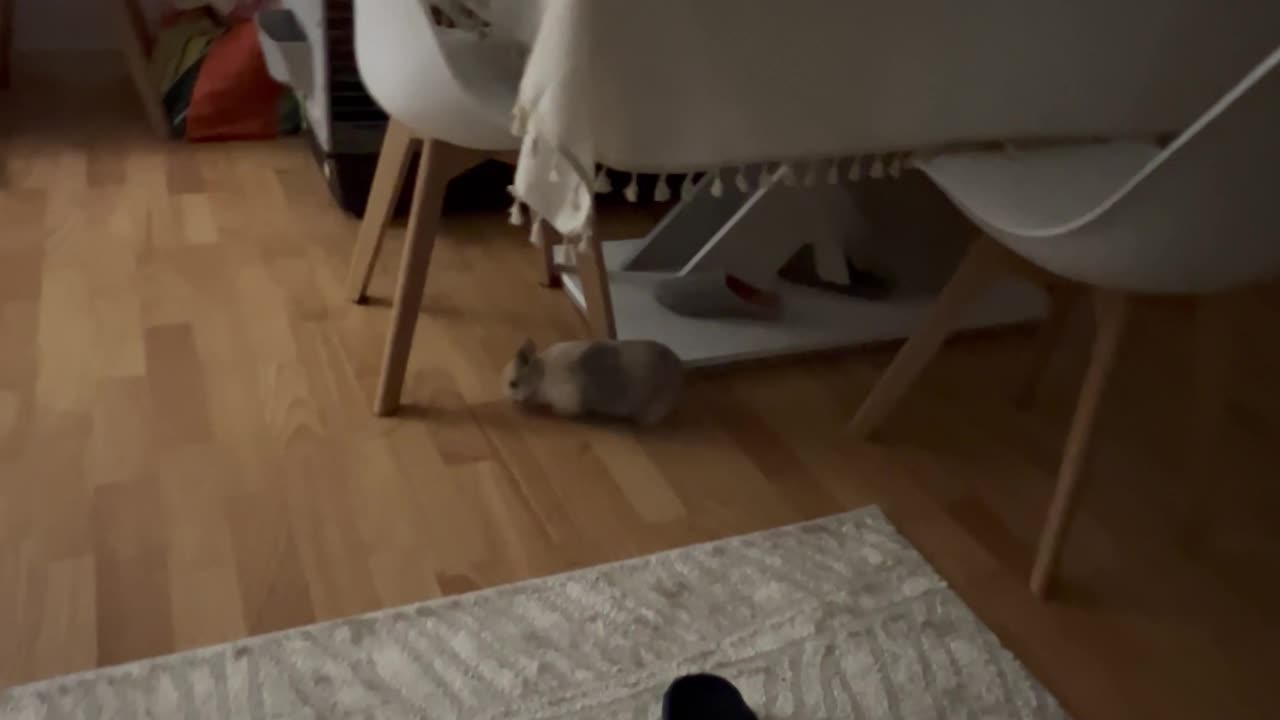 Bunny Zooms And Dodges