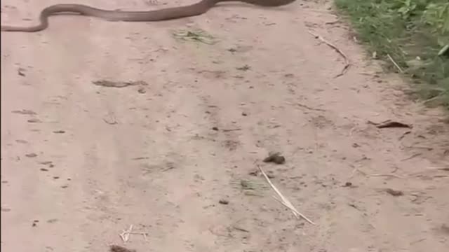 Snake ops for takeout rather than dine in.