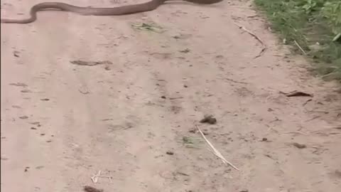 Snake ops for takeout rather than dine in.