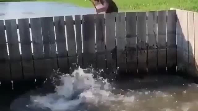 This is a beautiful and charming water-dwelling species