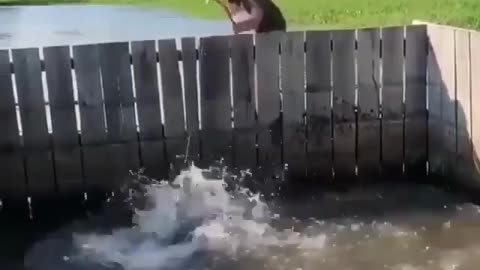 This is a beautiful and charming water-dwelling species