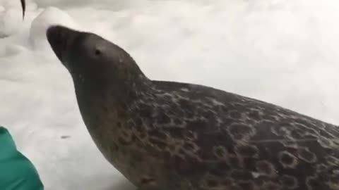 Seal Following Coach's Orders To Get Lunch