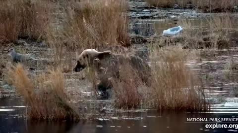 Bears on river