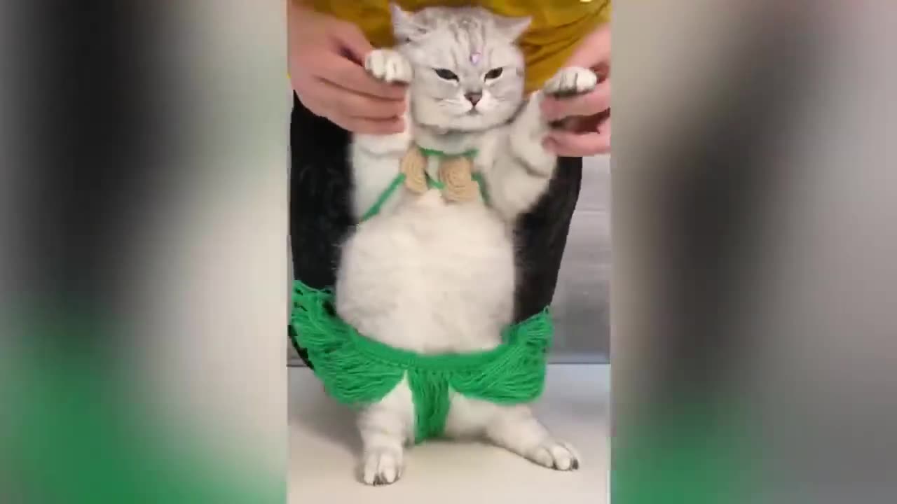 Belly dancing cat 🤣