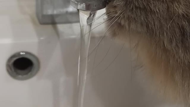 Cute cat drinks water from the water tap😊