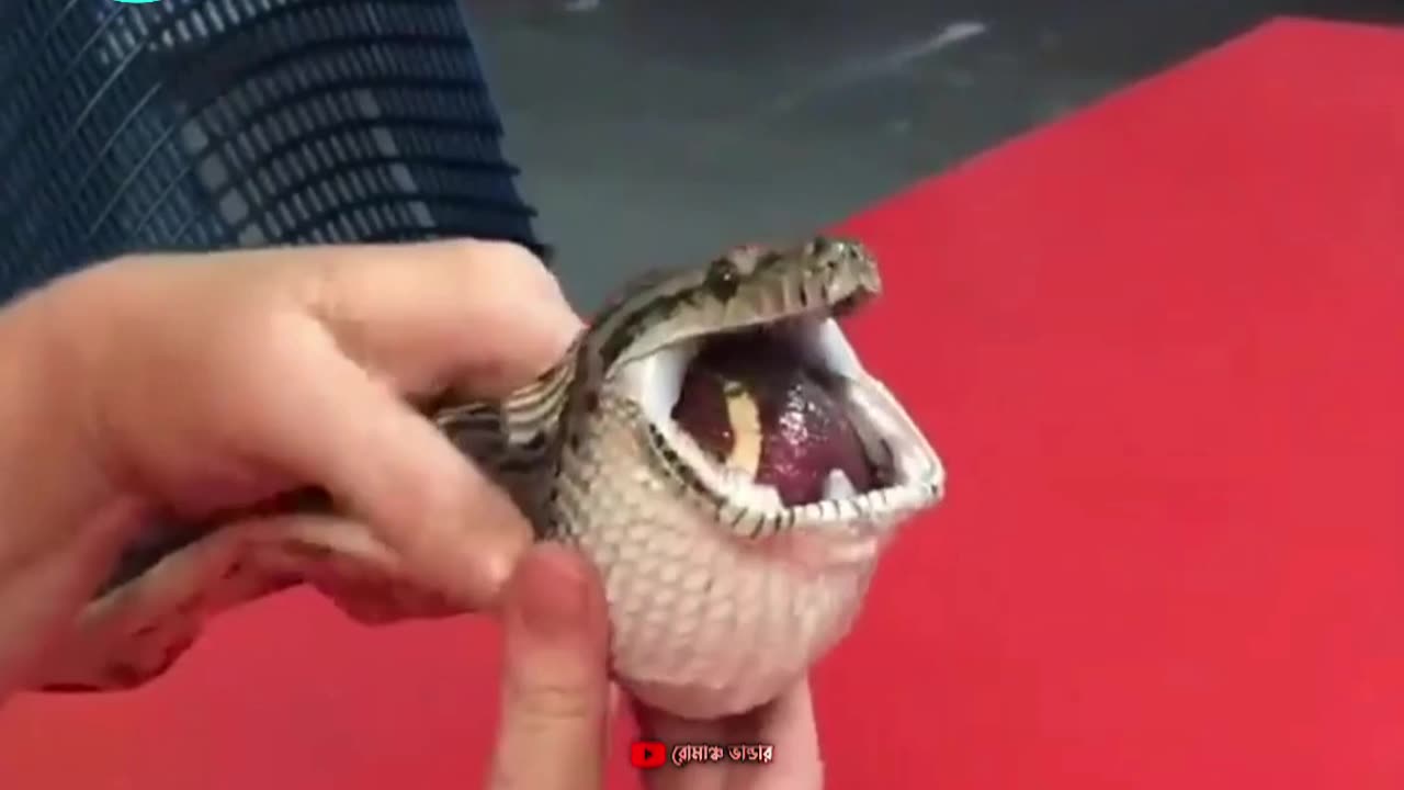 সাপটি কি খেয়ে ফেললো.. 😱😱