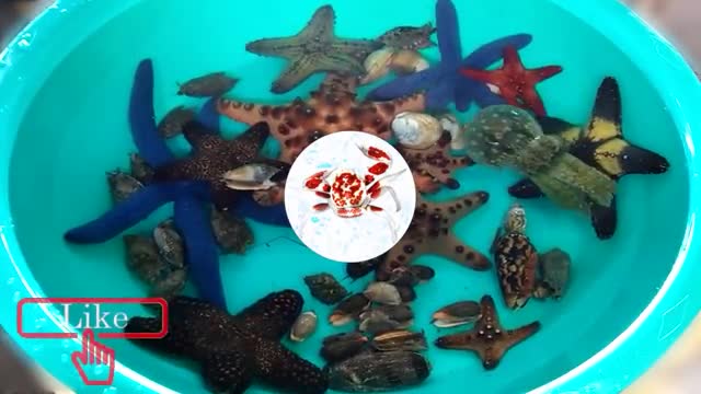 Abundance.. Jellyfish, Starfish, Sea urchin, Crabs, Shrimp, Seashell, Colorful fish_Cut