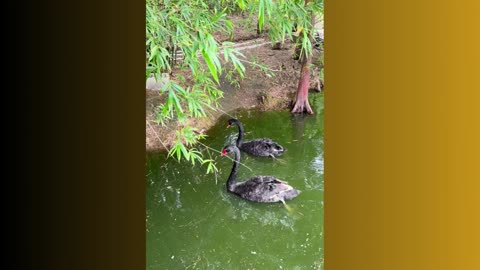 Beautiful Black swans couple