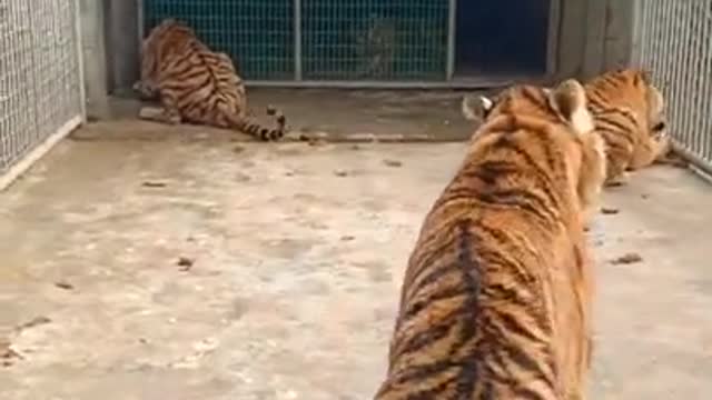 Funny Tiger Eat Food #Short