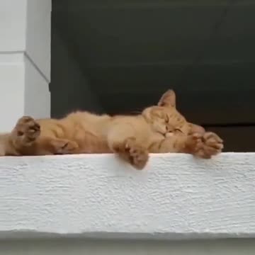 I’m sure it’s okay, I have cats too 😂😂😂😂