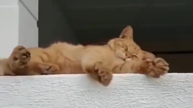 I’m sure it’s okay, I have cats too 😂😂😂😂