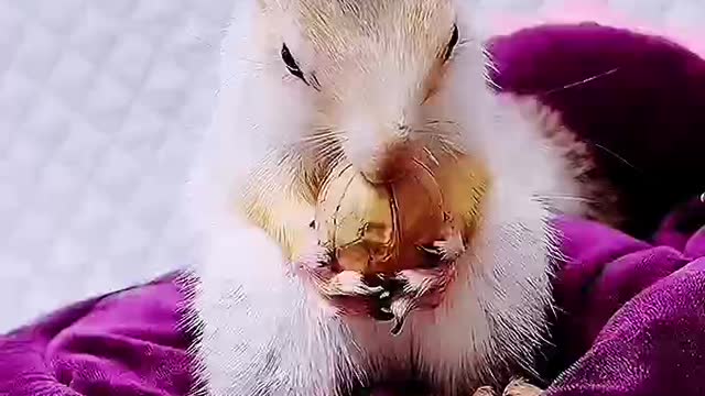 Are walnuts hard enough for squirrels to bite?