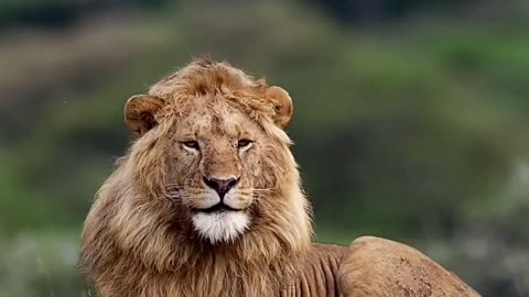 lion yawning