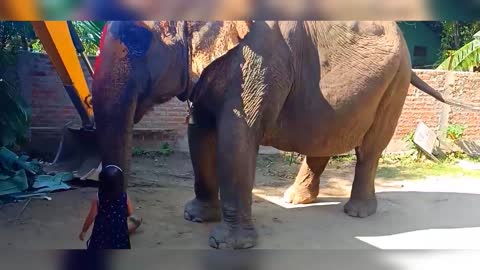 Watch a great video of how a baby is feeding an elephant