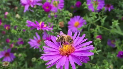 Close Up of Bee Pollinating a Flower - Captivating Nature Video