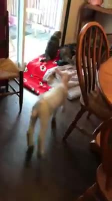 Un corderito enfermo salva su vida gracias al amor incondicional de una gatita rescatada