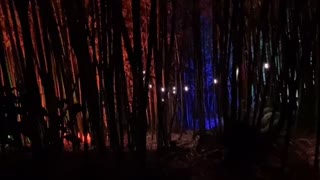 Bamboo grove