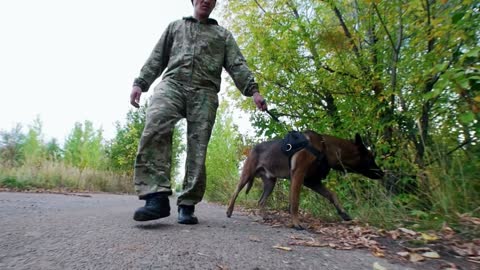 Trainer and his trained dog going straight on the road towards the camera