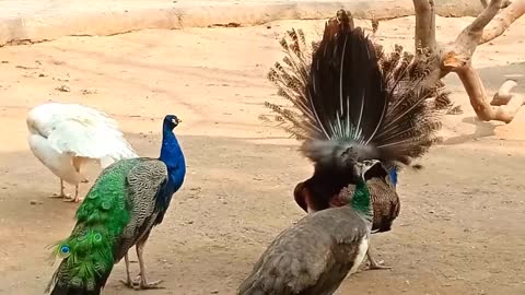 Amazing Peacock Dance Complete - Peacocks Opening Feathers