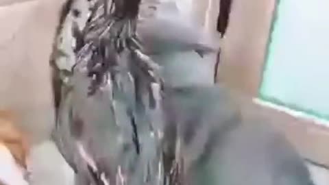 Duck vs Two Cats