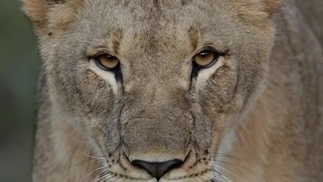 Unstoppable lion