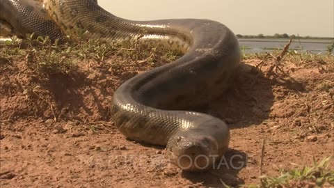 Amazon: Crawling Anaconda