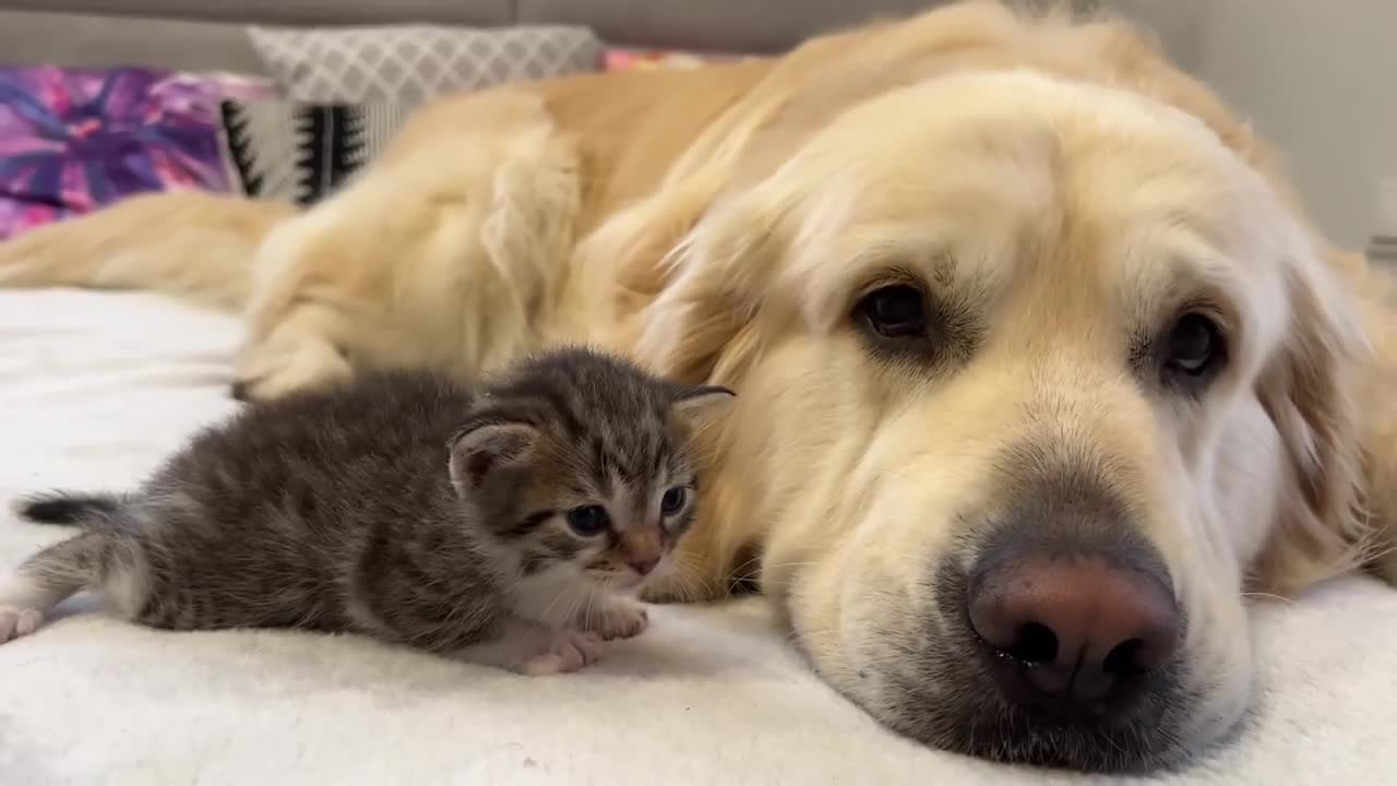 Tiny Kitten Loves a Golden Retriever