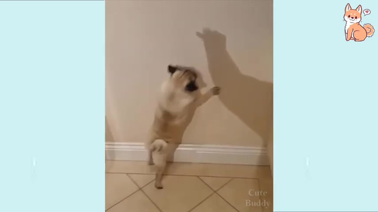 Lovely Dogs | Relive from Stress