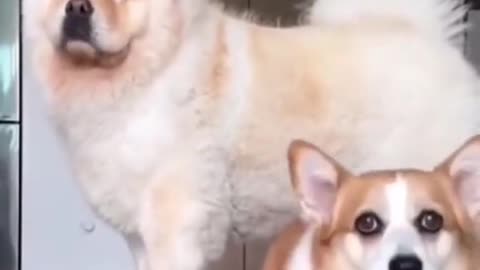 funny dog