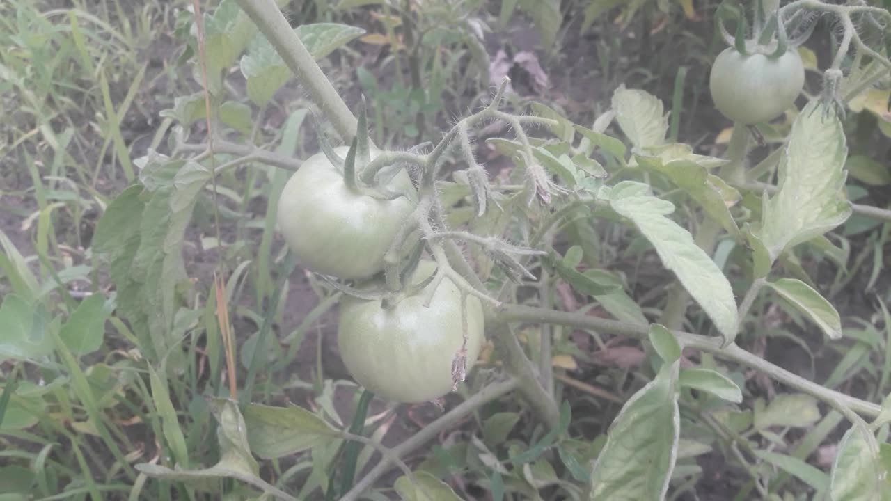 Green tomatoes growing