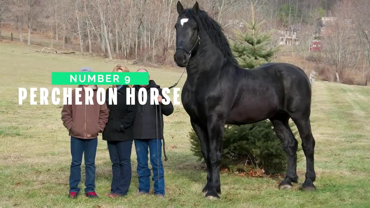 Top 10 Tallest Horses in the World