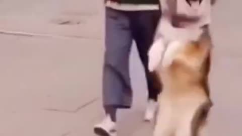 Adorable Dog Dancing Videos #shorts♥️