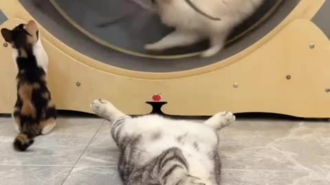 Cats running other cat reaction