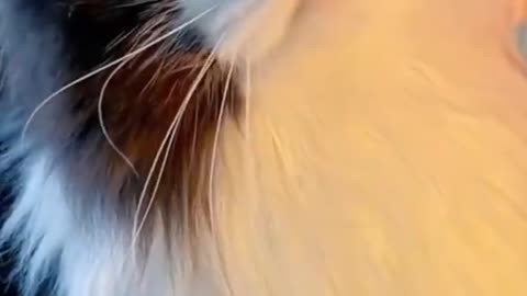 Cat video